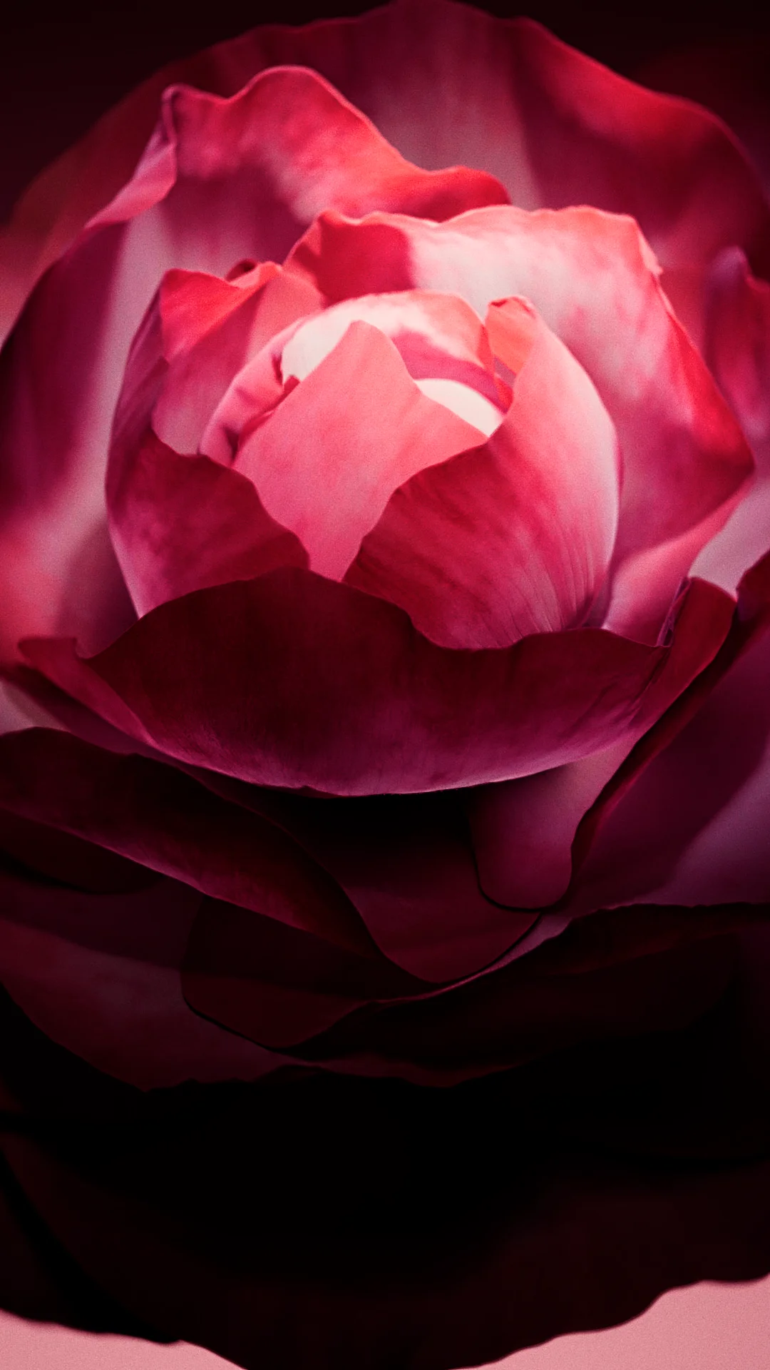 Petals Behance Thumbnail